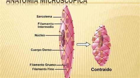 Contracción del músculo liso - Mejor con Salud