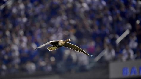 The Padres Embraced Their Special Mascot To Reach The NLCS | Yardbarker