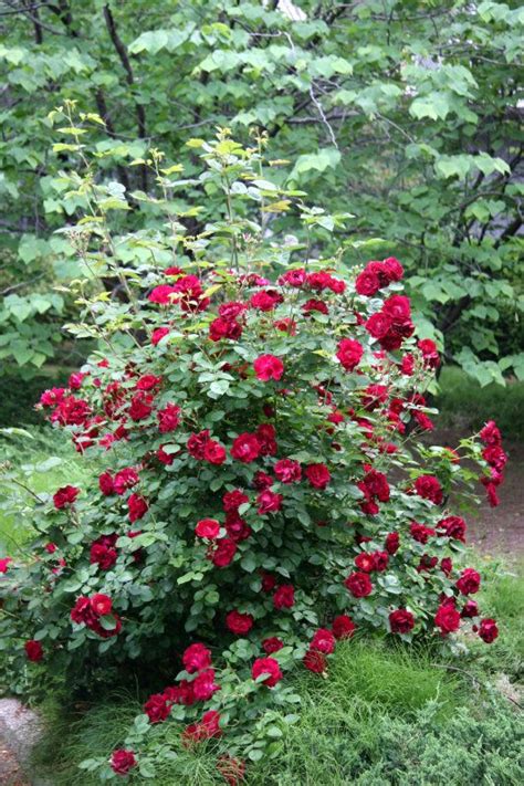 rose bushes types | Red Rose Bush (With images) | Rose bush, Tropical ...