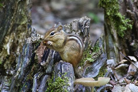 How do chipmunks prepare for and live through winter?