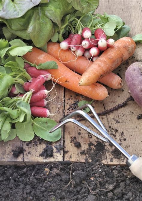 Organic Vegetable Harvesting in Garden Stock Image - Image of gardening ...