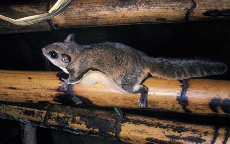 Where can I see the Siberian Flying Squirrel in the wild