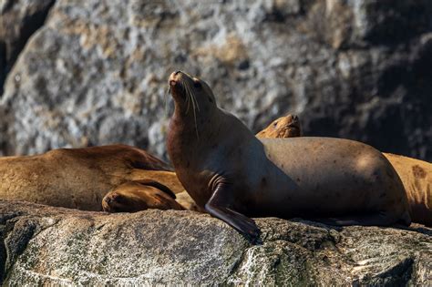 Marine Wildlife of Alaska Photo Safari