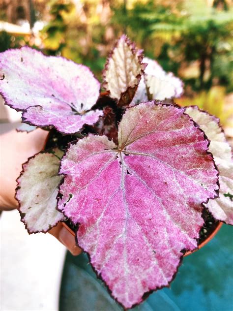 Mini Rex Begonia Pink Satin Iridescent Variegated Live House | Etsy