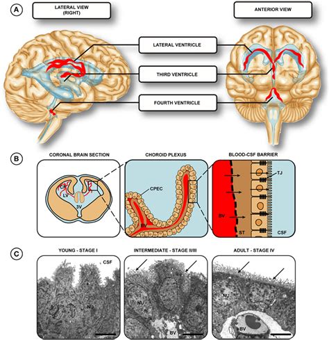 Location of choroid plexuses in the human brain. (A) The choroid ...