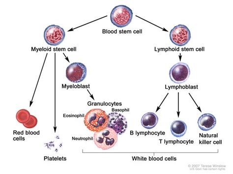 Correctly Identify the Blood Pathologies Described in Column a ...