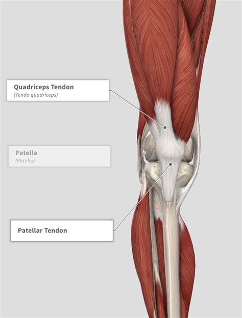 Patellar Tendinopathy | Bend + Mend: Physiotherapy and Pilates in ...