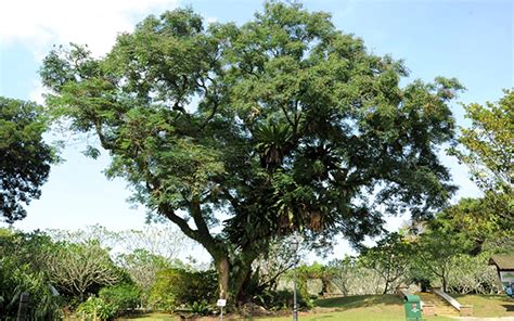 10 Types of Trees Runners Can See Along Singapore Roads | RunSociety ...