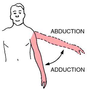 Abduction anatomy - goobezy