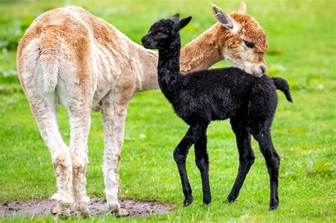 Ultra-rare black alpaca born in Scotland