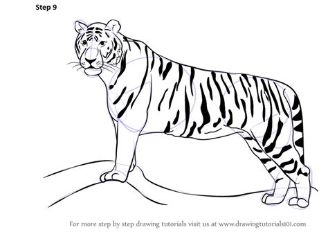 How to Draw a Tiger (Zoo Animals) Step by Step | DrawingTutorials101.com