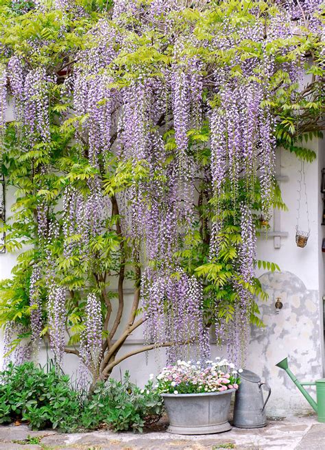 Wisteria Vine Wisteria frutescens 'Amethyst Falls' Flowering Live Plant ...