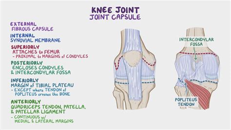 Synovial Knee Joint Diagram