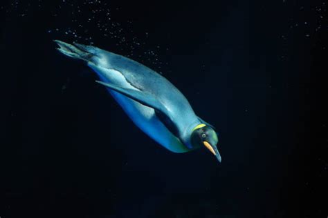 Emperor Penguin Underwater Stock Photos, Pictures & Royalty-Free Images ...