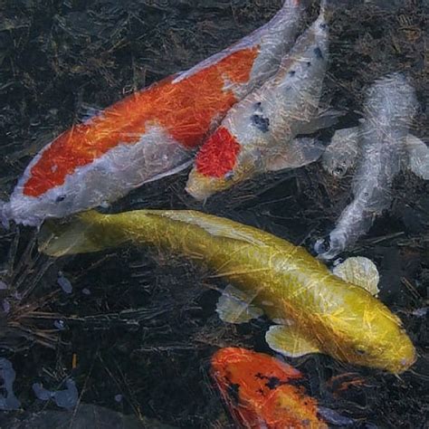 Koi Pond Winter Care Guide (5 Essential Steps) - Pond Informer