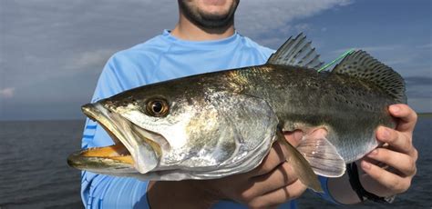 Saltwater Wade Fishing Tips for Catching Speckled Trout in the Surf ...