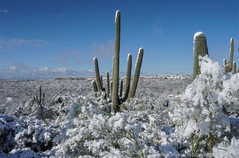 Desert Snow Storm! - 365 Days of Birds