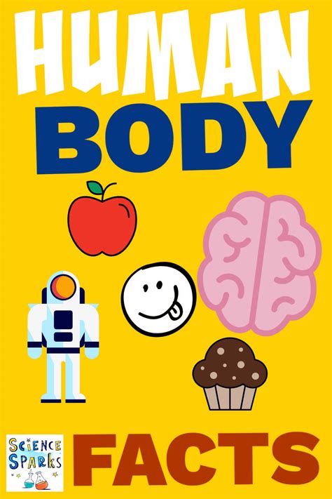 Human Body Facts