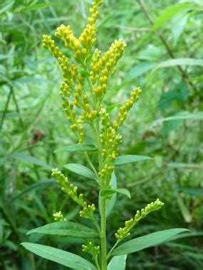 Goldenrod: Pictures, Flowers, Leaves & Identification | Solidago