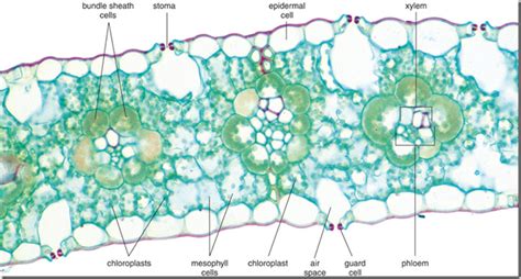 Bundle Sheath Cells