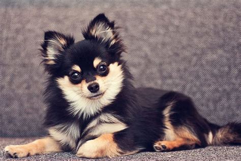 Pomeranian Chihuahua Mix – Meet the Adorable Pomchi - My Dog's Name | Cani, Animali, Foto