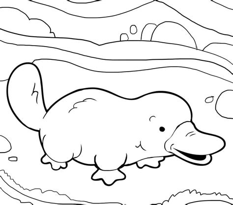 Baby Platypus Coloring Page - Free Printable Coloring Pages for Kids