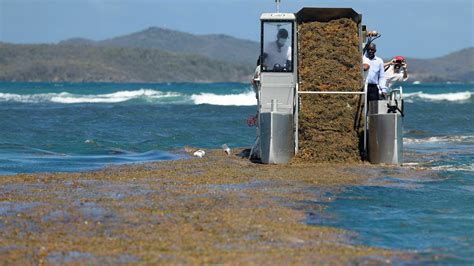 What is sargassum? Here's why seaweed is piling up along Florida ...