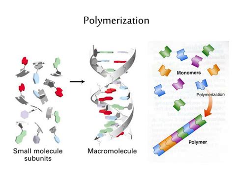 PPT - Carbohydrates PowerPoint Presentation, free download - ID:2427662