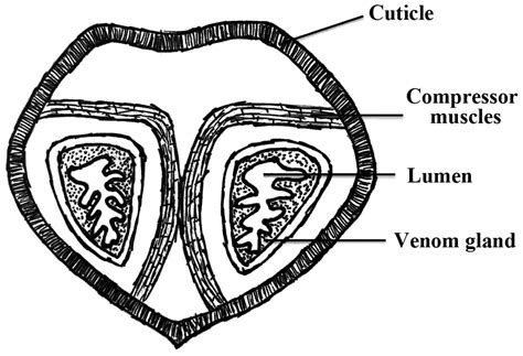 Scorpion venoms in gastric cancer (Review) Retraction in /10.3892/ol.2020.12063