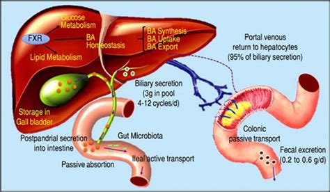 Bile acids play a role in immunity and inflammation - https://debuglies.com