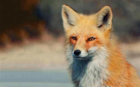 Fox Wallpapers HD Free Download