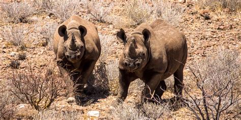 Wildlife Credits: Innovation in conservation by and for Namibians