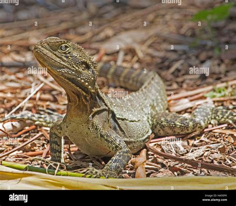 Australian eastern water dragon lizard, Itellagama lesueurii with head ...