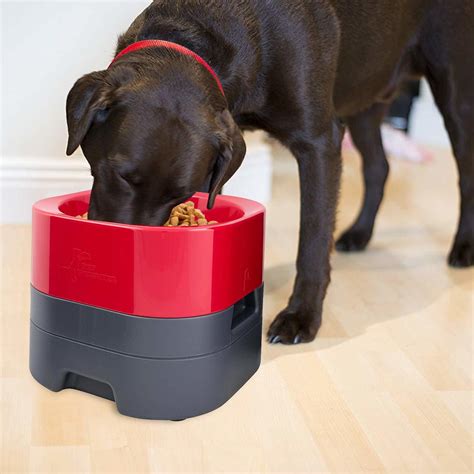 PetWeighter Elevated Weighted Dog Bowl