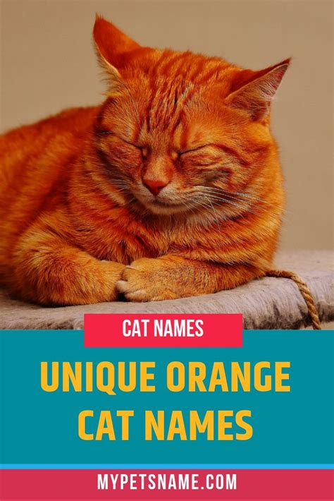 Unique Orange Cat Names | Cat names, Unique cat names, Orange cat