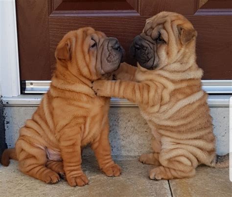 SHAR PEI PUPPIES KC REGISTERED | in Belfast City Centre, Belfast | Gumtree