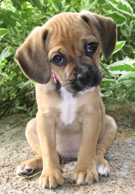 Stella the Puggle | Puggle puppies, Baby animals, Puppies