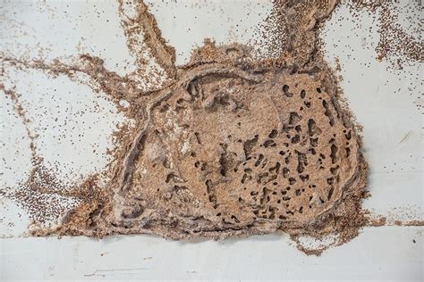 How to Address Termite Mud Tubes in Your Home - Killum Pest Control