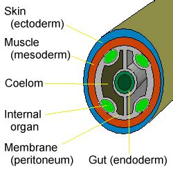 Coelom: Definition,Types, Structure, Coelomic Cavity, Function