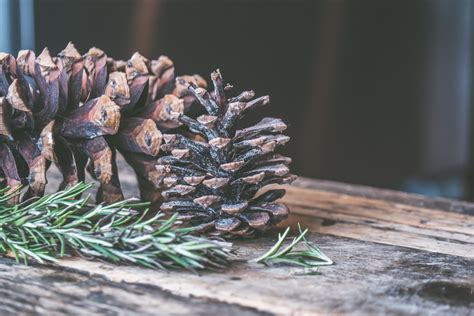 Free Images : pine family, tree, branch, plant, fir, material, conifer cone, spruce 4608x3072 ...