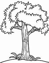 40 Tree Coloring Pages Free Printable Sheets sketch template