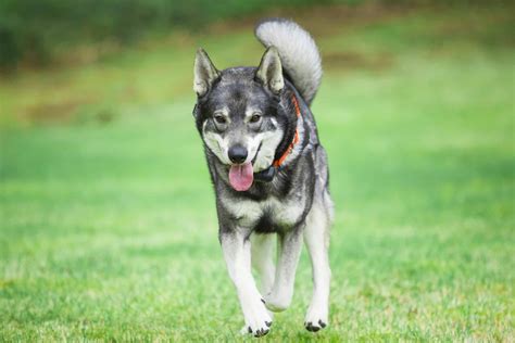 Swedish Elkhound - A-Z Animals