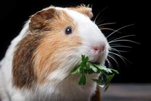 Best Guinea Pig Treats for Truly Special Snacks - Toy Pet Reviews