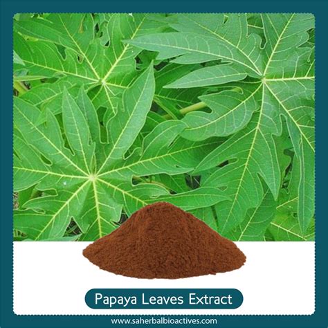 Manufacturer of Carica Papaya Extract | Papaya Leaf Extract