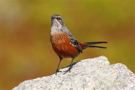 South Africa’s endemic birds - 10,000 Birds