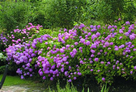 Hortensia Hydrangea macrophylla ’Bouquet Rose’ - BoGrönt