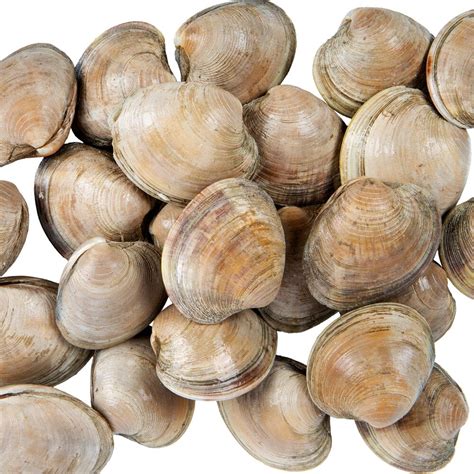 Linton's Seafood Hard Shell Little Neck Live Clams - 100/Case