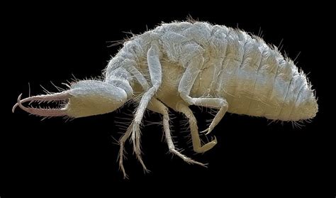 Antlion Larva, Sem Photograph by Steve Gschmeissner