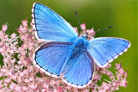 Adonis Blue | Dorset Butterflies