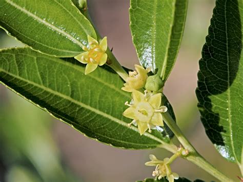 Ziziphus jujuba (Chinese Date, Common Jujuba) | North Carolina Extension Gardener Plant Toolbox